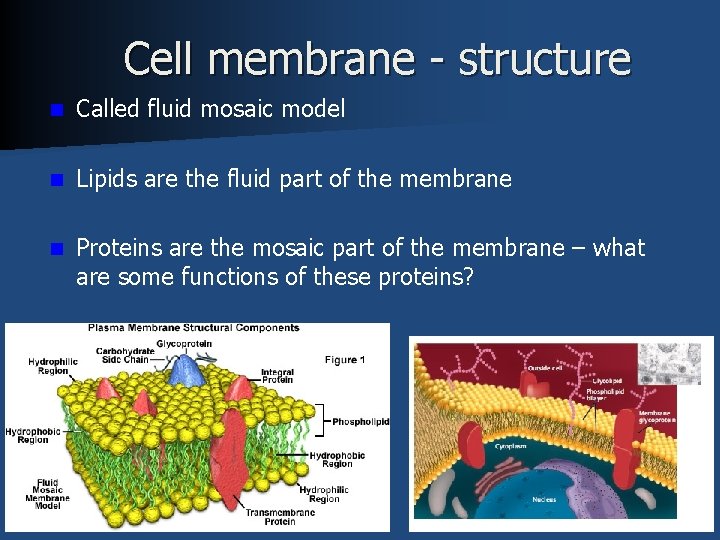 Cell membrane - structure n Called fluid mosaic model n Lipids are the fluid