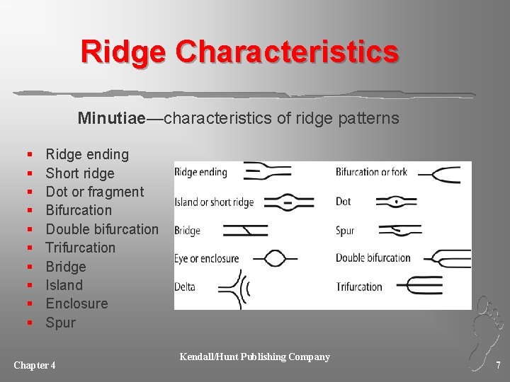 Ridge Characteristics Minutiae—characteristics of ridge patterns § § § § § Ridge ending Short