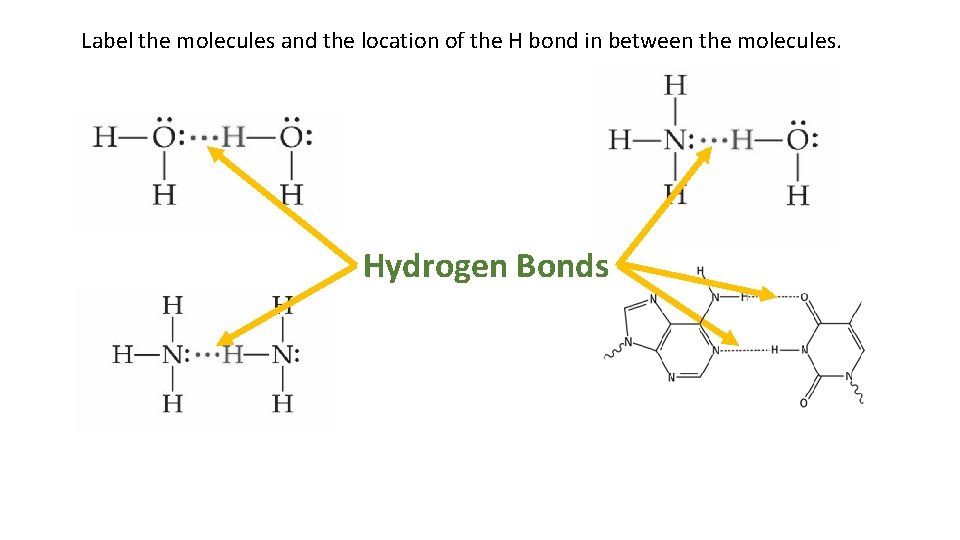 Label the molecules and the location of the H bond in between the molecules.