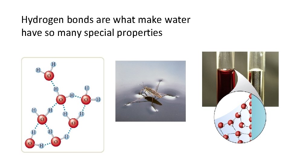 Hydrogen bonds are what make water have so many special properties 