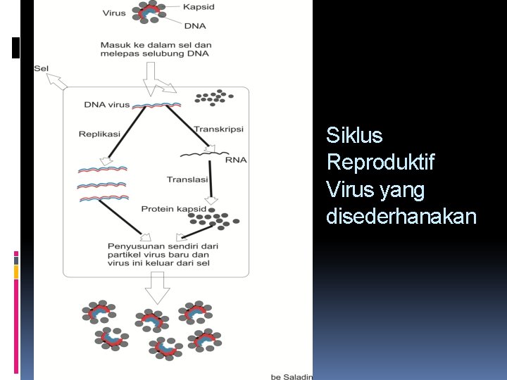 Siklus Reproduktif Virus yang disederhanakan 