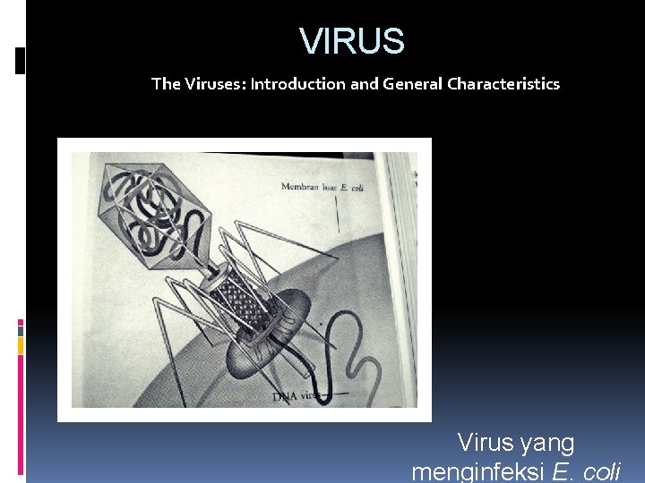 VIRUS The Viruses: Introduction and General Characteristics Virus yang menginfeksi E. coli 