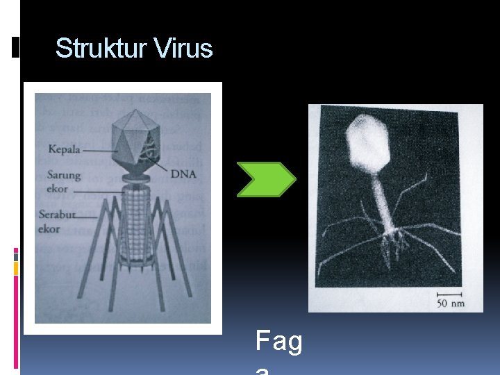 Struktur Virus Fag 