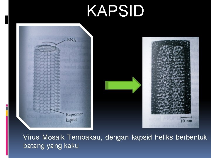 KAPSID Virus Mosaik Tembakau, dengan kapsid heliks berbentuk batang yang kaku 