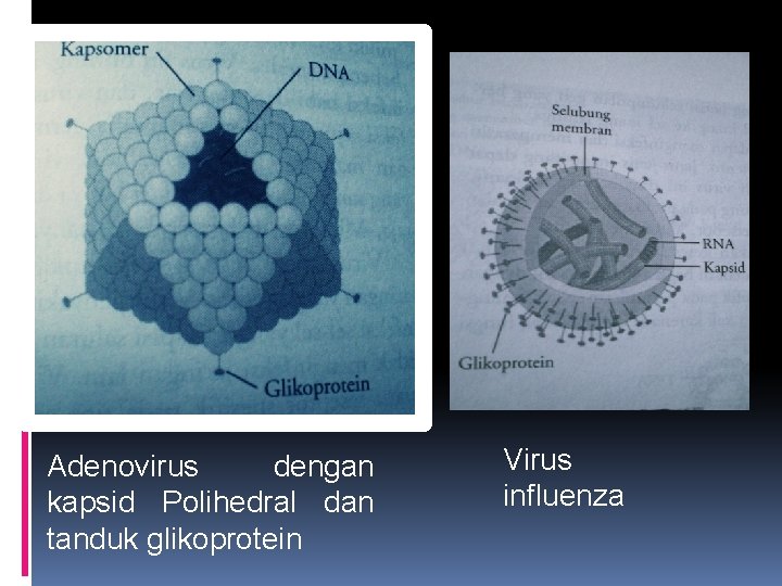 Adenovirus dengan kapsid Polihedral dan tanduk glikoprotein Virus influenza 