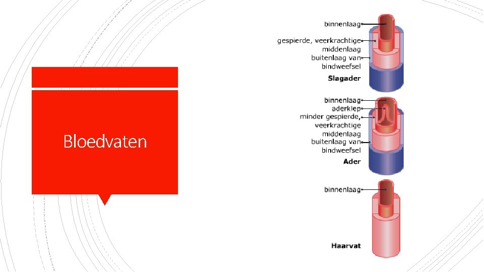 Basisstof 4 Bloedvaten Blz 93 Leerdoel Na deze