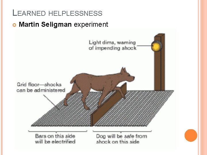 LEARNED HELPLESSNESS Martin Seligman experiment 