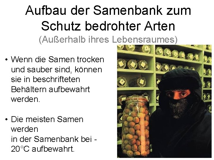 Aufbau der Samenbank zum Schutz bedrohter Arten (Außerhalb ihres Lebensraumes) • Wenn die Samen