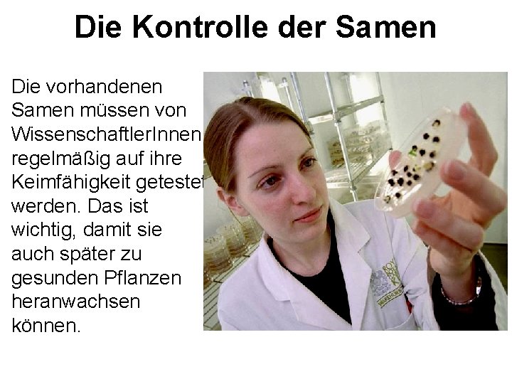 Die Kontrolle der Samen Die vorhandenen Samen müssen von Wissenschaftler. Innen regelmäßig auf ihre