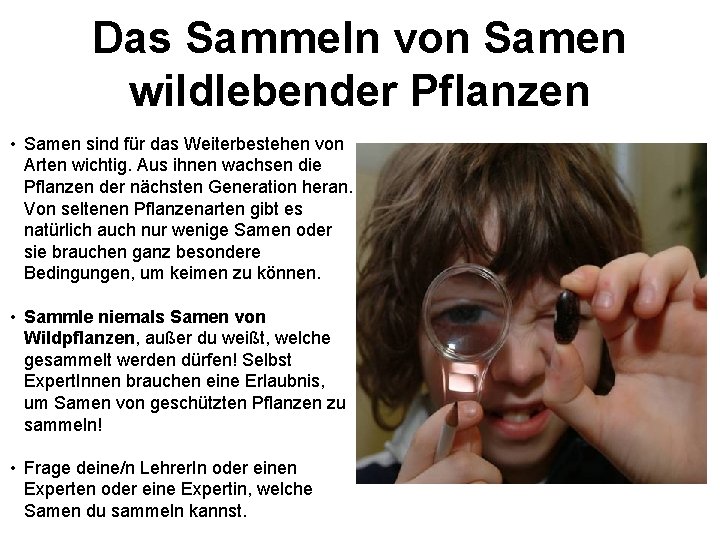 Das Sammeln von Samen wildlebender Pflanzen • Samen sind für das Weiterbestehen von Arten