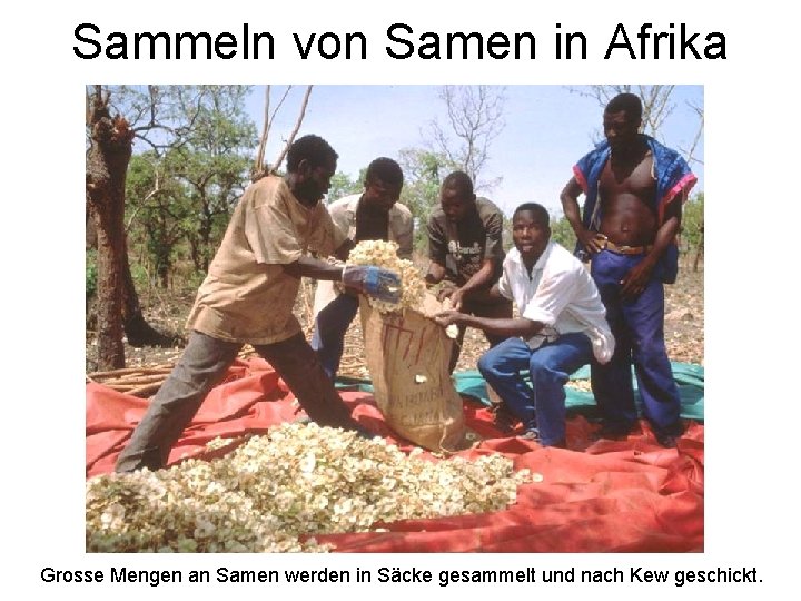 Sammeln von Samen in Afrika Grosse Mengen an Samen werden in Säcke gesammelt und