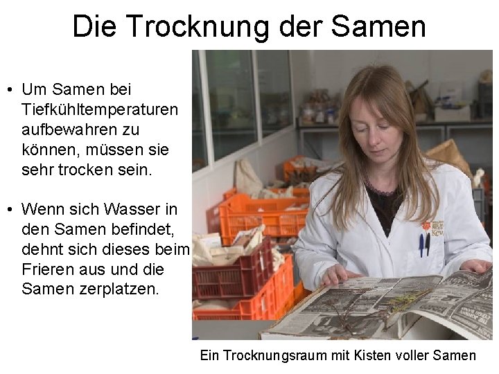 Die Trocknung der Samen • Um Samen bei Tiefkühltemperaturen aufbewahren zu können, müssen sie