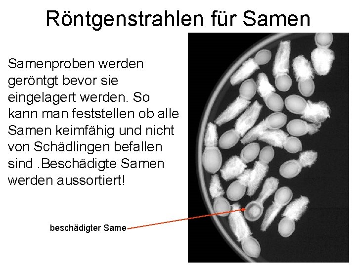 Röntgenstrahlen für Samenproben werden geröntgt bevor sie eingelagert werden. So kann man feststellen ob