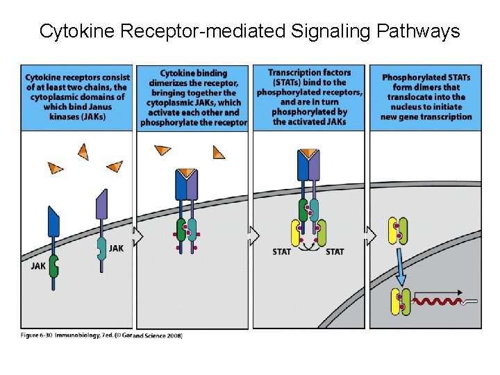 Cytokine Receptor-mediated Signaling Pathways 