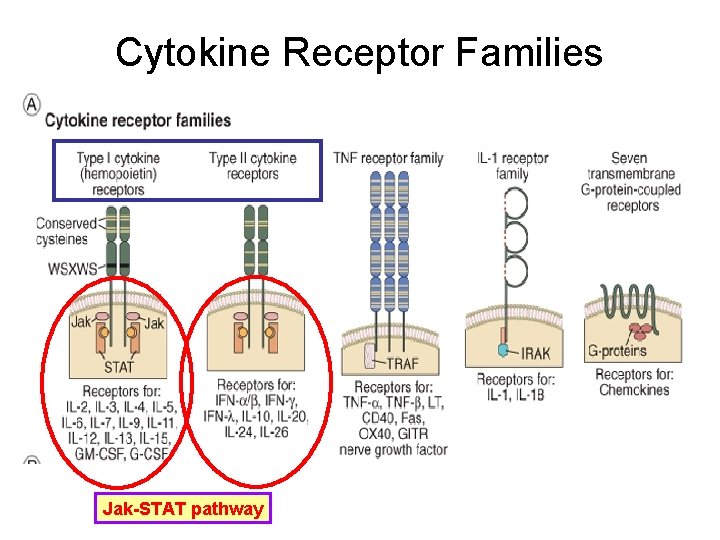 Cytokine Receptor Families Jak-STAT pathway 