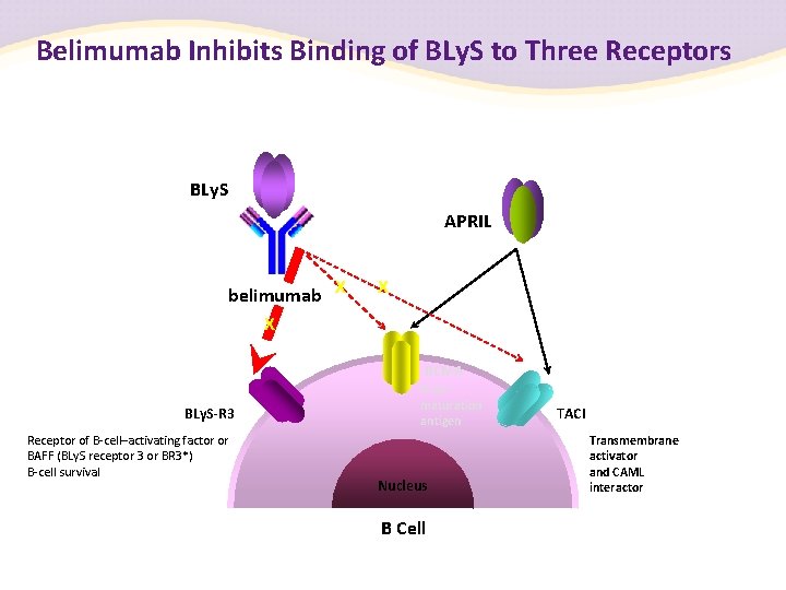 Belimumab Inhibits Binding of BLy. S to Three Receptors BLy. S APRIL belimumab X