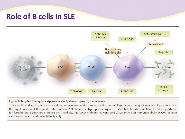 Role of B cells in SLE 