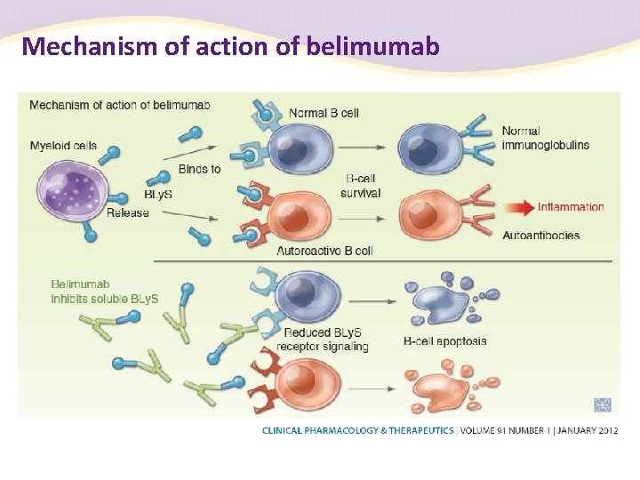 Mechanism of action of belimumab 