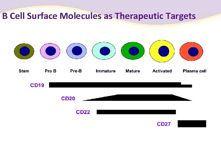 B Cell Surface Molecules as Therapeutic Targets 