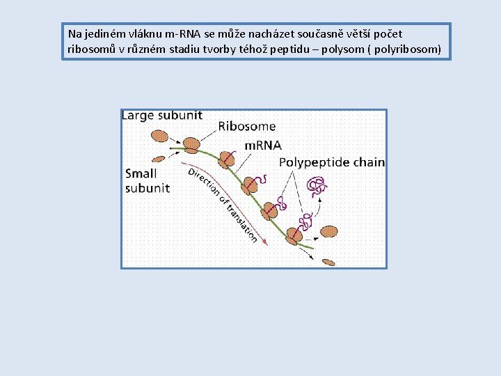 Na jediném vláknu m-RNA se může nacházet současně větší počet ribosomů v různém stadiu
