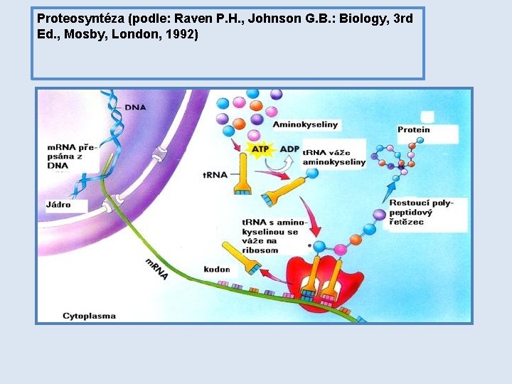 Proteosyntéza (podle: Raven P. H. , Johnson G. B. : Biology, 3 rd Ed.