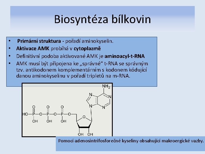 Biosyntéza bílkovin • Primární struktura - pořadí aminokyselin. • Aktivace AMK probíhá v cytoplazmě