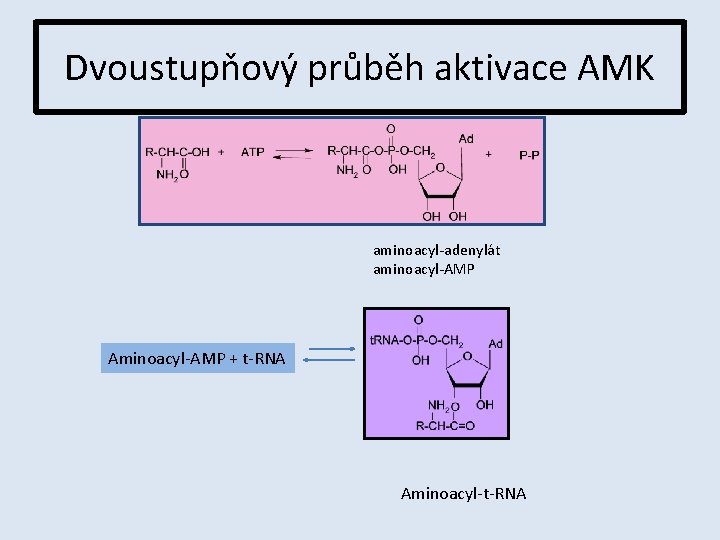 Dvoustupňový průběh aktivace AMK aminoacyl-adenylát aminoacyl-AMP Aminoacyl-AMP + t-RNA Aminoacyl-t-RNA 