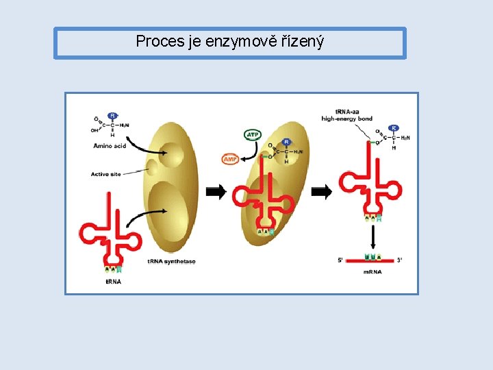 Proces je enzymově řízený 