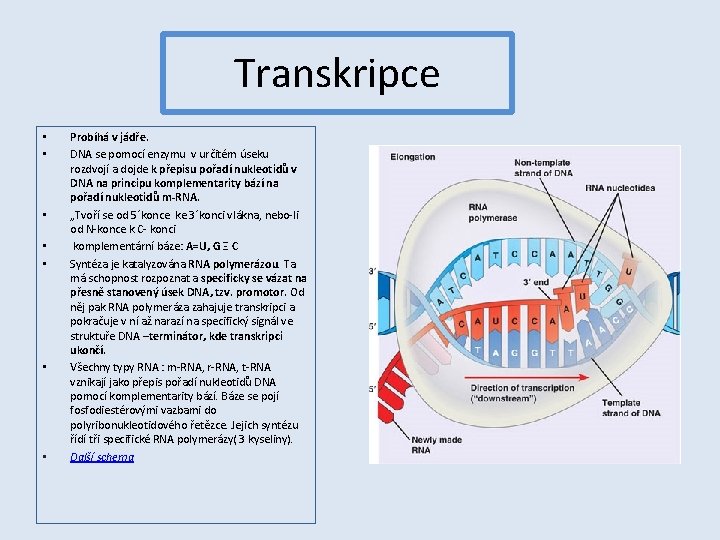 Transkripce • • Probíhá v jádře. DNA se pomocí enzymu v určitém úseku rozdvojí