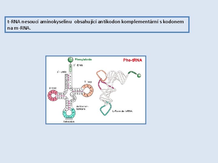 t-RNA nesoucí aminokyselinu obsahující antikodon komplementární s kodonem na m-RNA. 