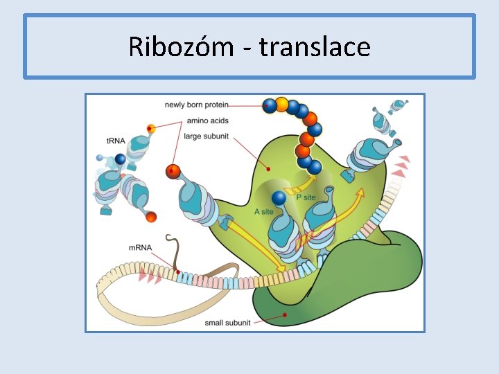 Ribozóm - translace 