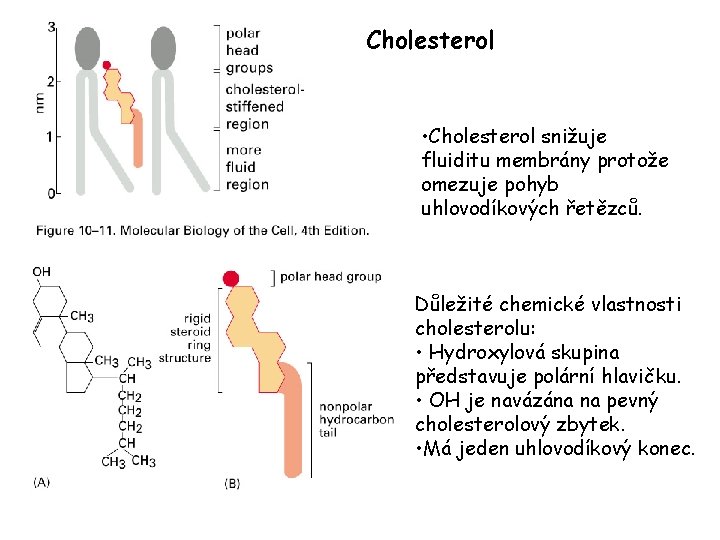 Cholesterol • Cholesterol snižuje fluiditu membrány protože omezuje pohyb uhlovodíkových řetězců. Důležité chemické vlastnosti