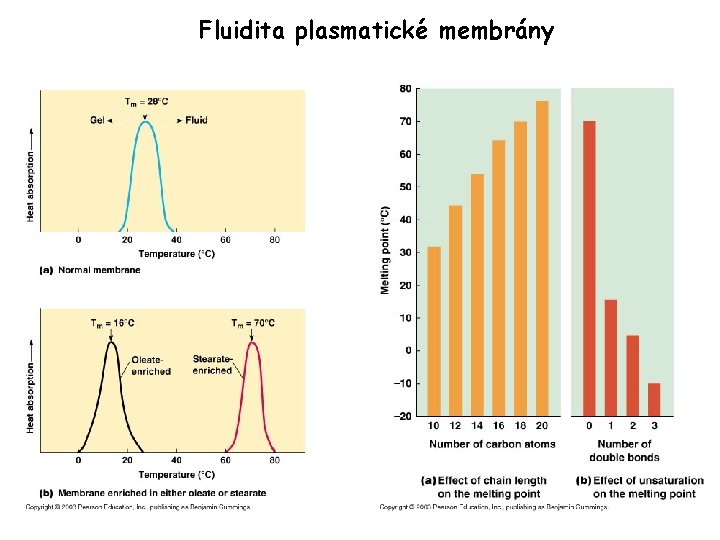 Fluidita plasmatické membrány 