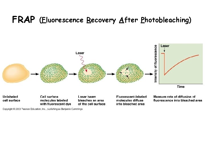 FRAP (Fluorescence Recovery After Photobleaching) 