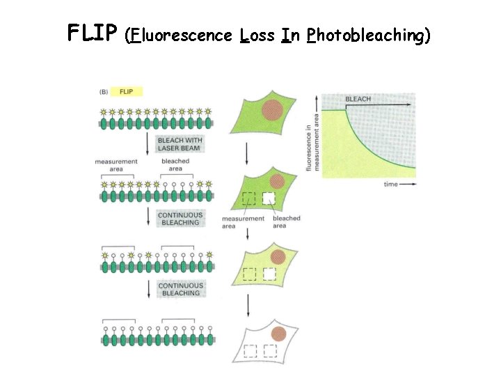 FLIP (Fluorescence Loss In Photobleaching) 