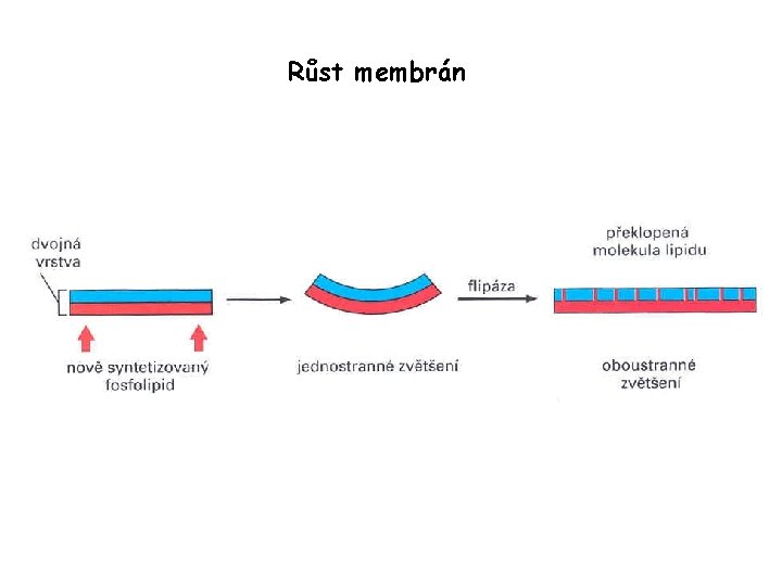 Růst membrán 