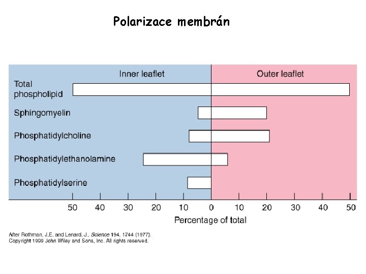 Polarizace membrán 