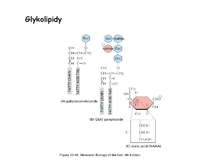 Glykolipidy 