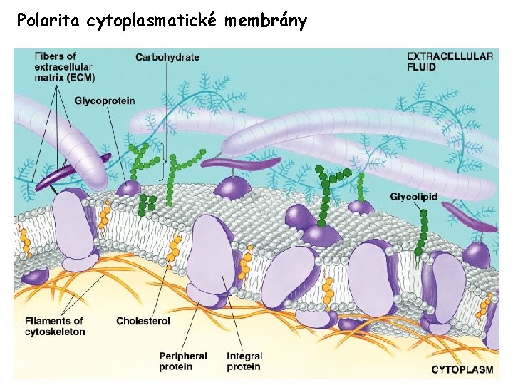 Polarita cytoplasmatické membrány 