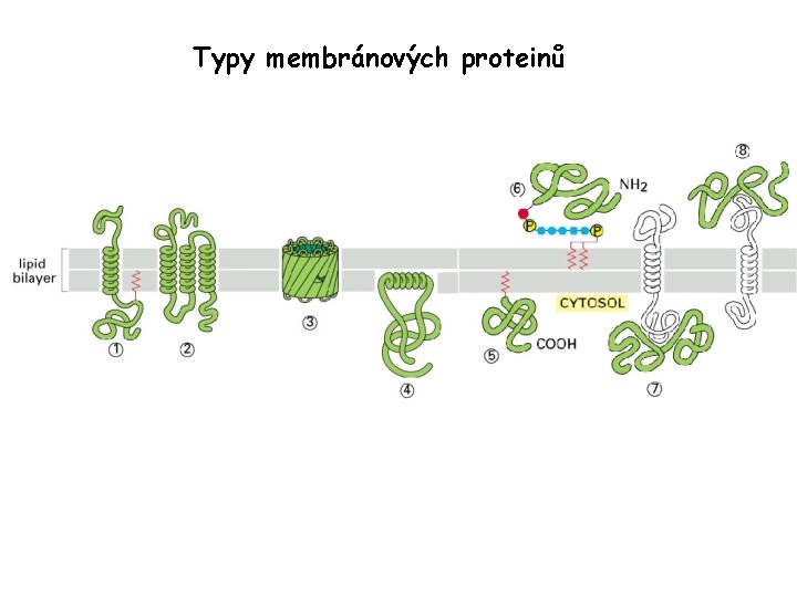 Typy membránových proteinů 