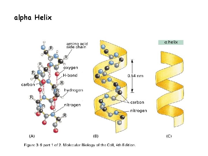 alpha Helix 