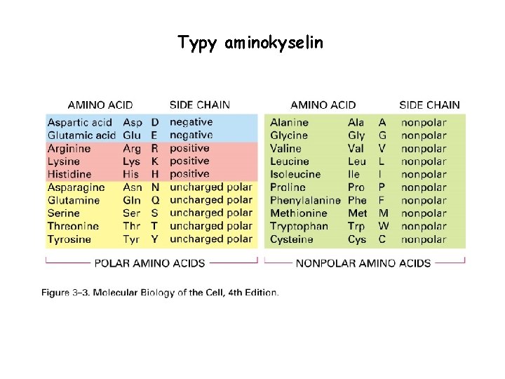 Typy aminokyselin 
