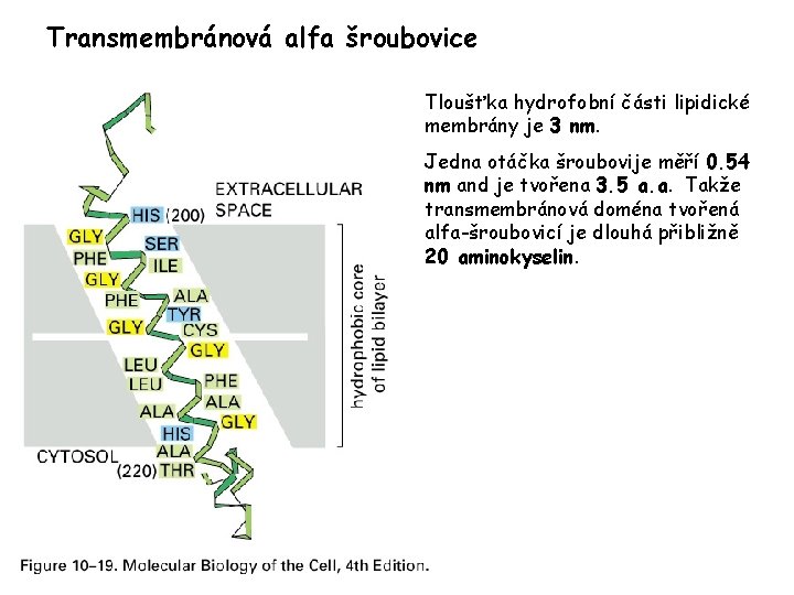 Transmembránová alfa šroubovice Tloušťka hydrofobní části lipidické membrány je 3 nm. Jedna otáčka šroubovije