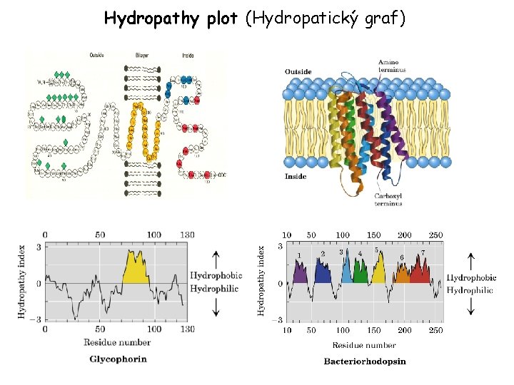 Hydropathy plot (Hydropatický graf) 