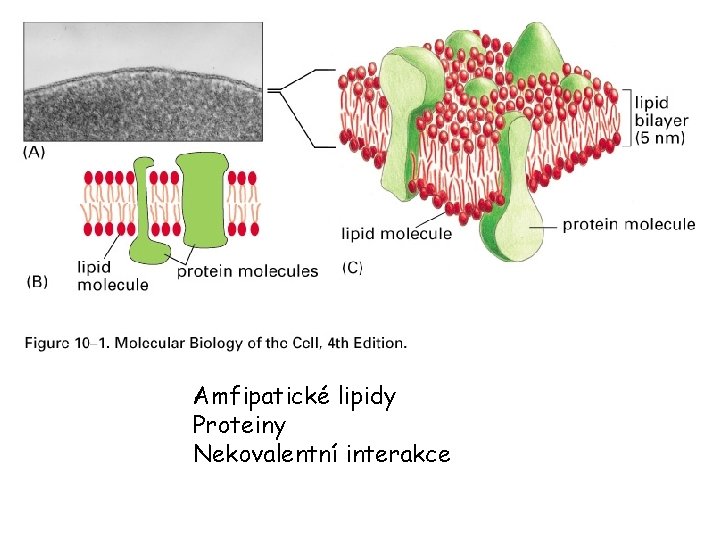 Amfipatické lipidy Proteiny Nekovalentní interakce 