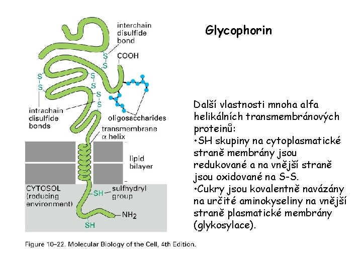 Glycophorin Další vlastnosti mnoha alfa helikálních transmembránových proteinů: • SH skupiny na cytoplasmatické straně