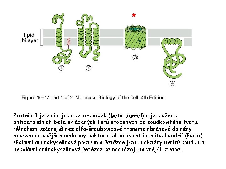 * Protein 3 je znám jako beta-soudek (beta barrel) a je složen z antiparalelních