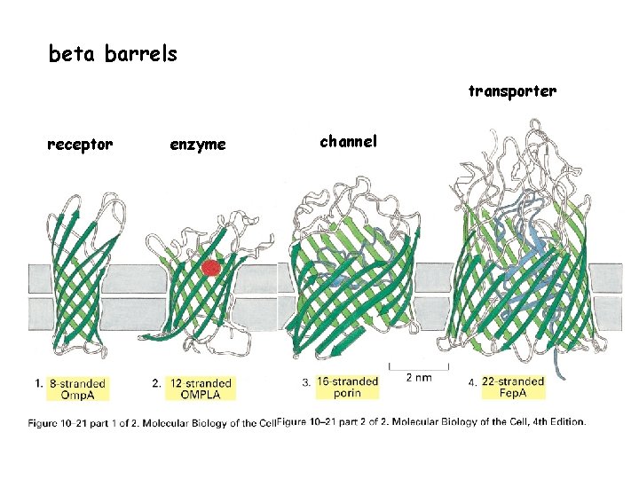 beta barrels transporter receptor enzyme channel 