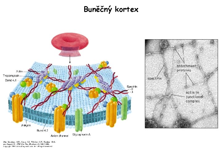 Buněčný kortex 