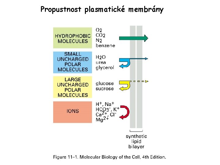 Propustnost plasmatické membrány 